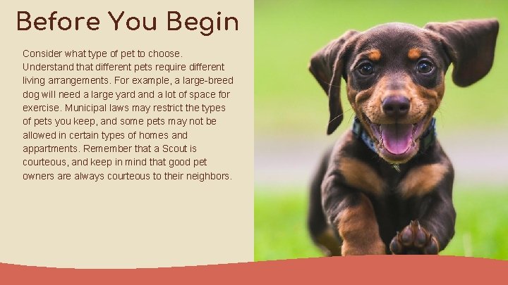 Before You Begin Consider what type of pet to choose. Understand that different pets