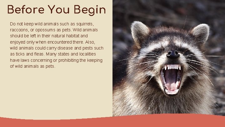 Before You Begin Do not keep wild animals such as squirrels, raccoons, or opossums