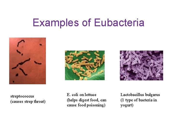 Examples of Eubacteria streptococcus (causes strep throat) E. coli on lettuce (helps digest food,