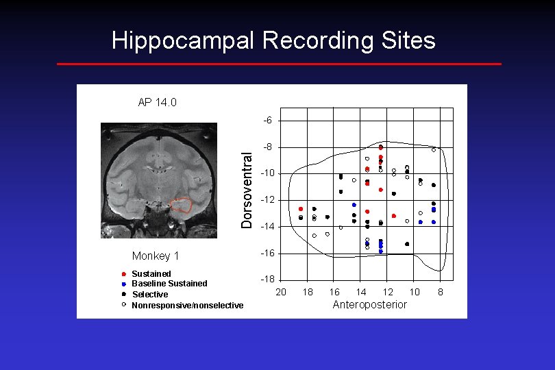 Hippocampal Recording Sites AP 14. 0 -6 Dorsoventral -8 Monkey 1 Sustained Baseline Sustained