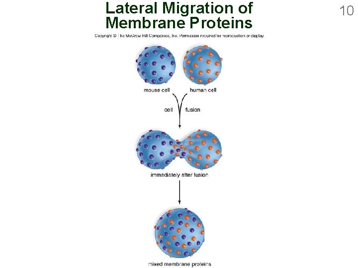 Lateral Migration of Membrane Proteins 10 