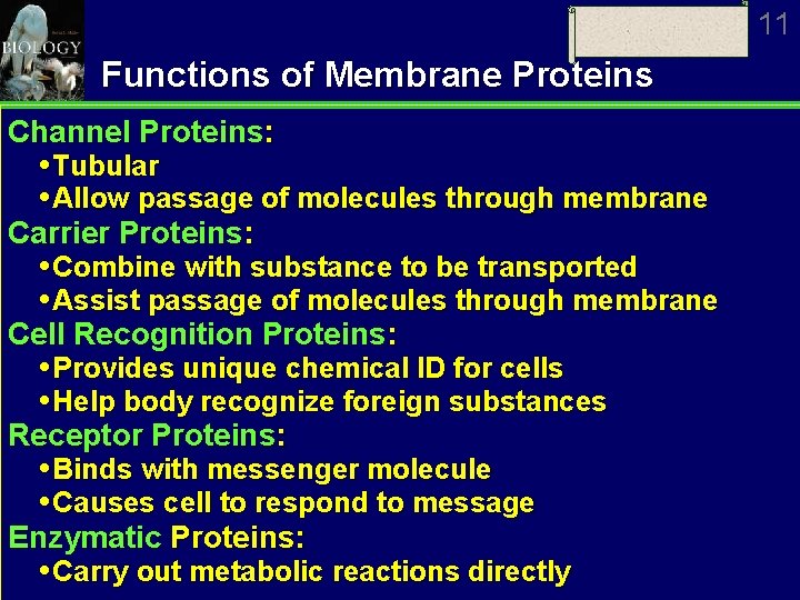 11 Functions of Membrane Proteins Channel Proteins: Tubular Allow passage of molecules through membrane