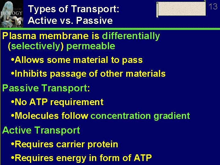 Types of Transport: Active vs. Passive Plasma membrane is differentially (selectively) permeable Allows some