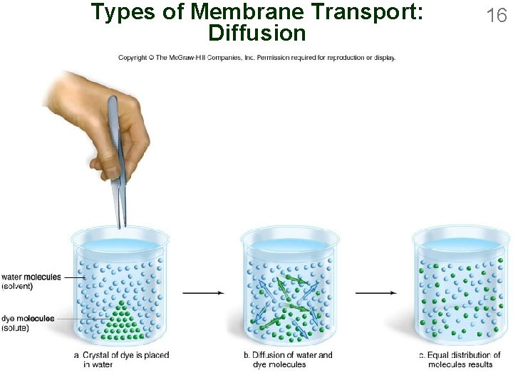Types of Membrane Transport: Diffusion 16 