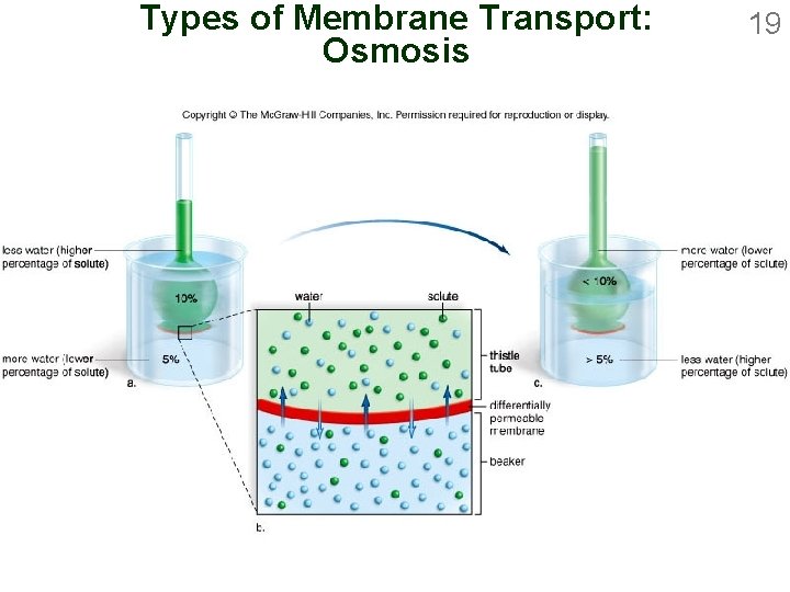 Types of Membrane Transport: Osmosis 19 