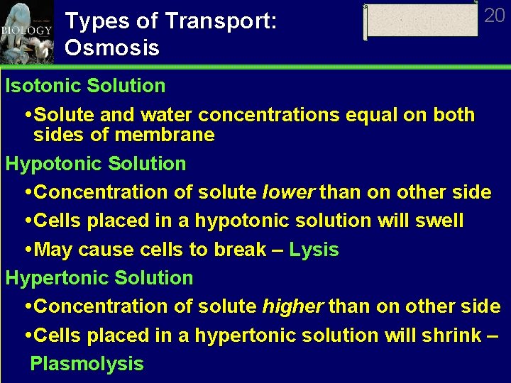 Types of Transport: Osmosis 20 Isotonic Solution Solute and water concentrations equal on both