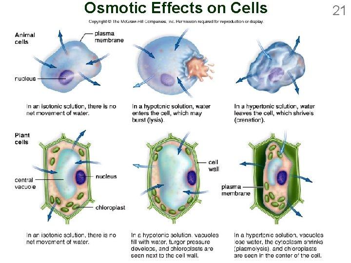 Osmotic Effects on Cells 21 