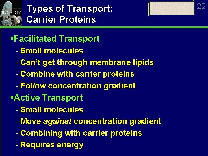 Types of Transport: Carrier Proteins Facilitated Transport Small molecules Can’t get through membrane lipids