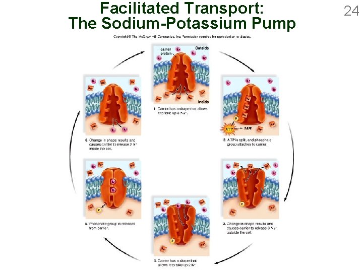 Facilitated Transport: The Sodium-Potassium Pump 24 