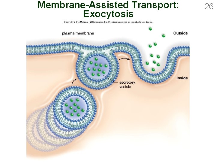 Membrane-Assisted Transport: Exocytosis 26 