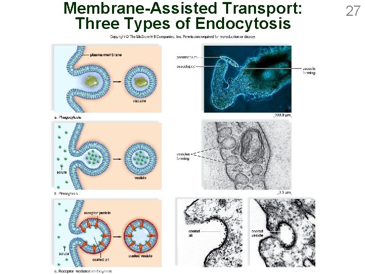 Membrane-Assisted Transport: Three Types of Endocytosis 27 