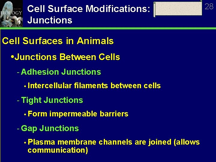 Cell Surface Modifications: Junctions Cell Surfaces in Animals Junctions Between Cells Adhesion Junctions w