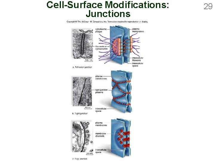 Cell-Surface Modifications: Junctions 29 