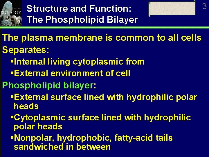 Structure and Function: The Phospholipid Bilayer The plasma membrane is common to all cells