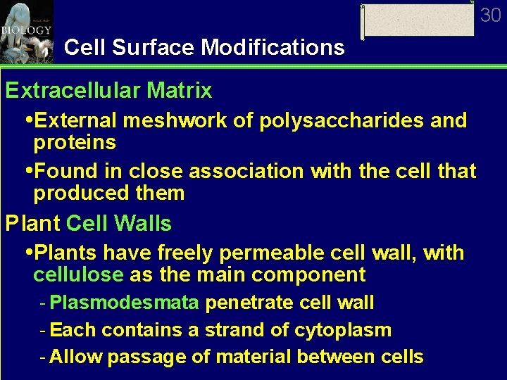 30 Cell Surface Modifications Extracellular Matrix External meshwork of polysaccharides and proteins Found in
