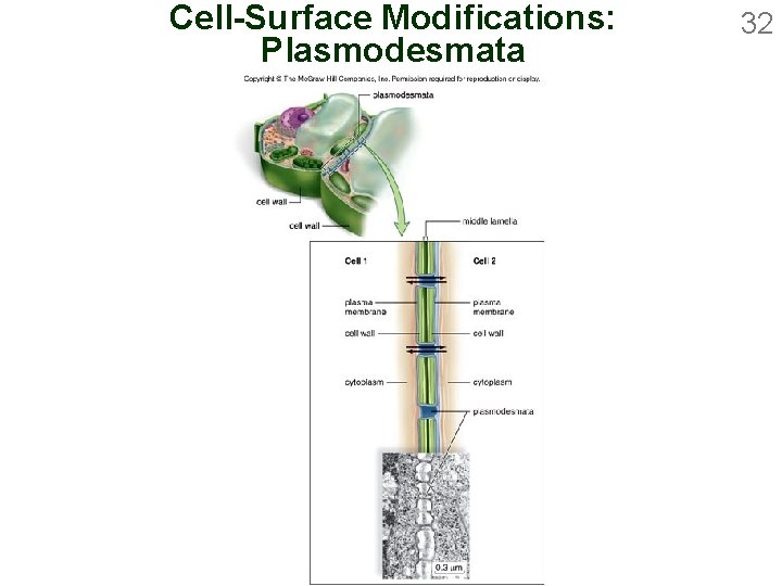Cell-Surface Modifications: Plasmodesmata 32 