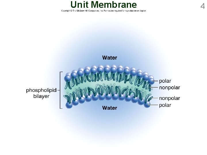 Unit Membrane 4 