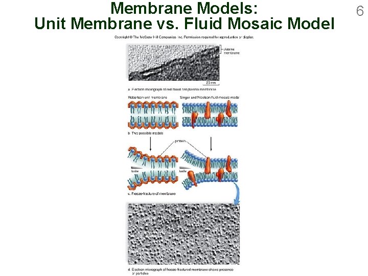 Membrane Models: Unit Membrane vs. Fluid Mosaic Model 6 
