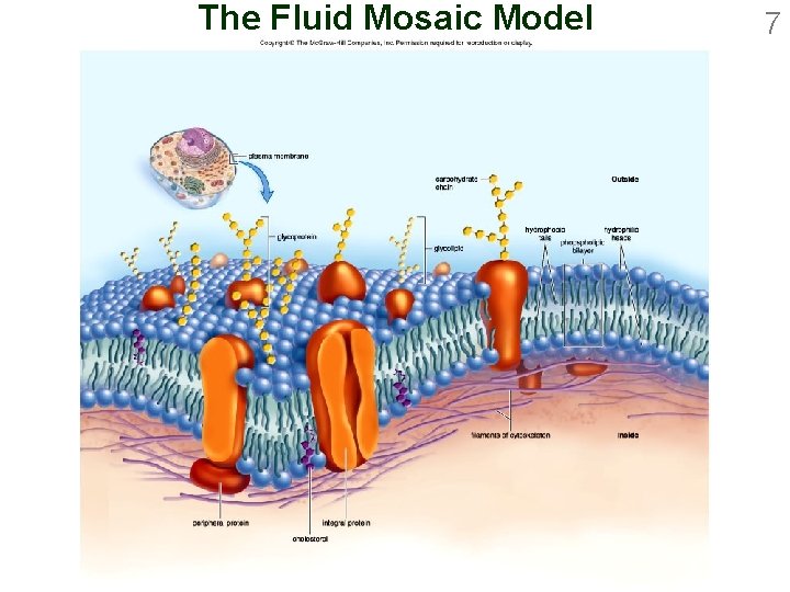 The Fluid Mosaic Model 7 