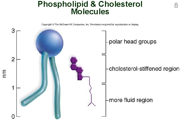 Phospholipid & Cholesterol Molecules 8 