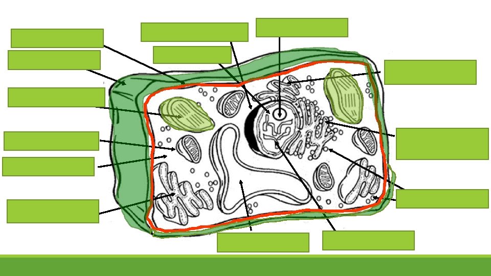 Cell Membrane(orange) Cell Wall (dark green) Nuclear membrane (black) Nucleolus (brown) Nucleus (yellow) Smooth