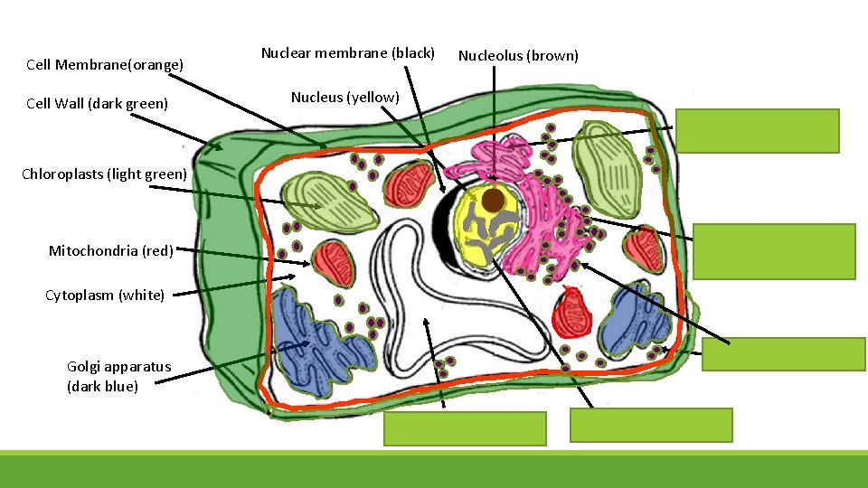 Cell Membrane(orange) Cell Wall (dark green) Nuclear membrane (black) Nucleolus (brown) Nucleus (yellow) Smooth