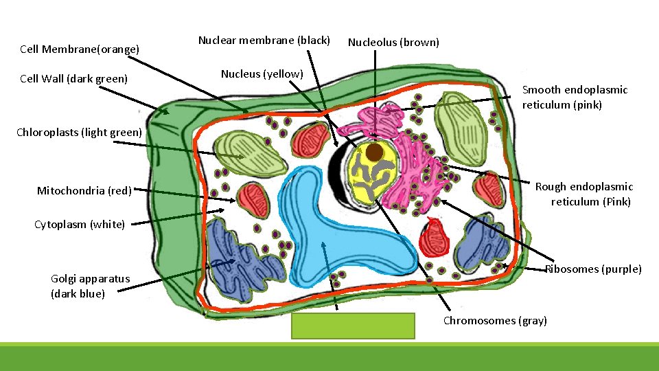 Cell Membrane(orange) Cell Wall (dark green) Nuclear membrane (black) Nucleolus (brown) Nucleus (yellow) Smooth