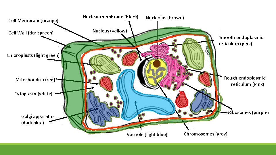 Cell Membrane(orange) Cell Wall (dark green) Nuclear membrane (black) Nucleolus (brown) Nucleus (yellow) Smooth