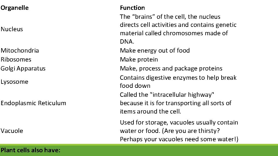 Organelle Nucleus Mitochondria Ribosomes Golgi Apparatus Lysosome Endoplasmic Reticulum Vacuole Plant cells also have: