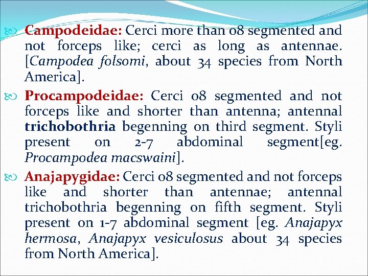  Campodeidae: Cerci more than 08 segmented and not forceps like; cerci as long