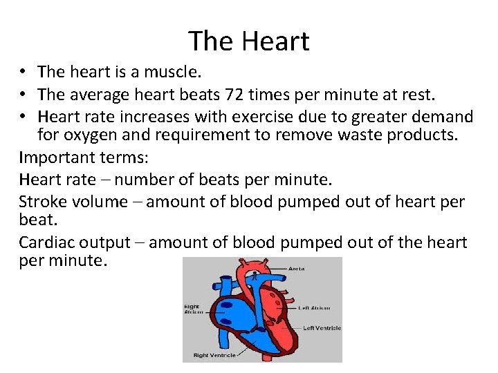 The Heart • The heart is a muscle. • The average heart beats 72