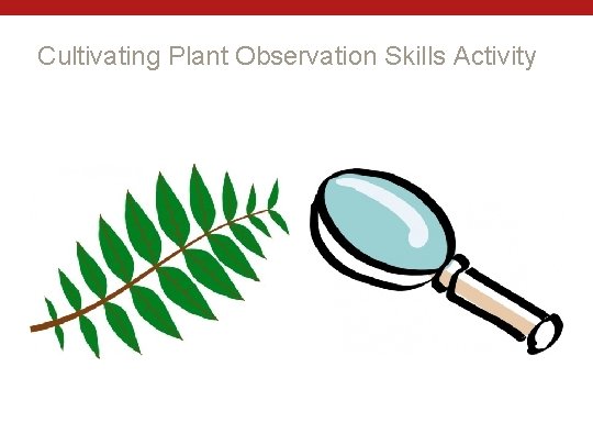 Cultivating Plant Observation Skills Activity 