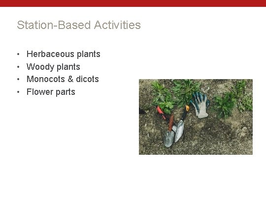 Station-Based Activities • • Herbaceous plants Woody plants Monocots & dicots Flower parts 
