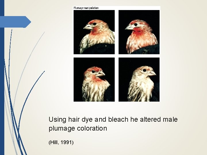 Using hair dye and bleach he altered male plumage coloration (Hill, 1991) 