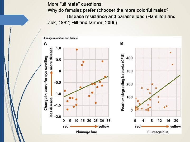 More “ultimate” questions: Why do females prefer (choose) the more colorful males? Disease resistance