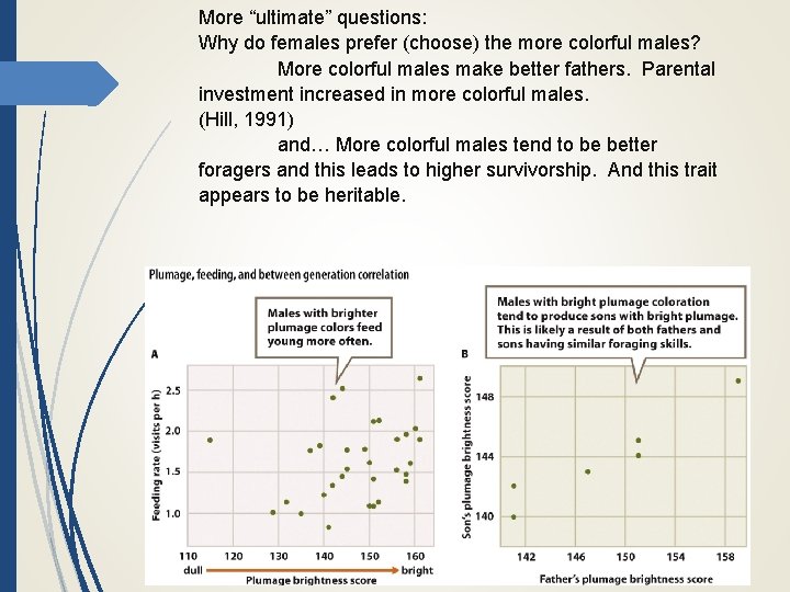 More “ultimate” questions: Why do females prefer (choose) the more colorful males? More colorful