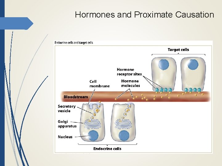 Hormones and Proximate Causation 