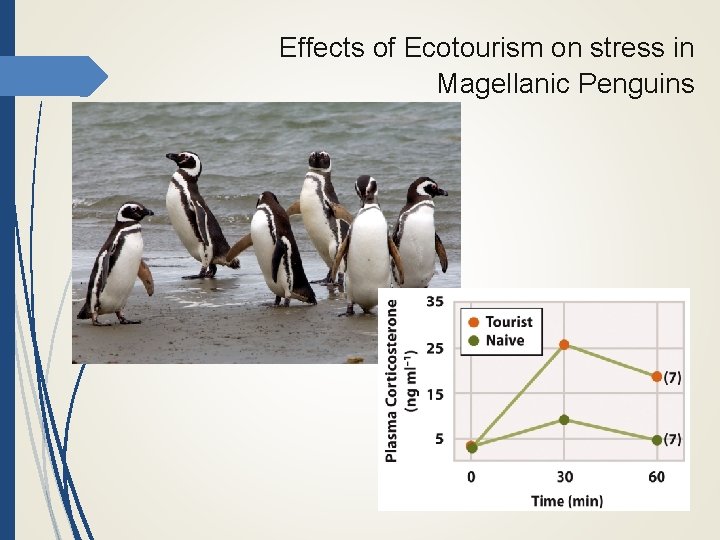 Effects of Ecotourism on stress in Magellanic Penguins 