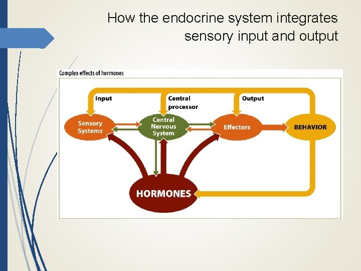 How the endocrine system integrates sensory input and output 