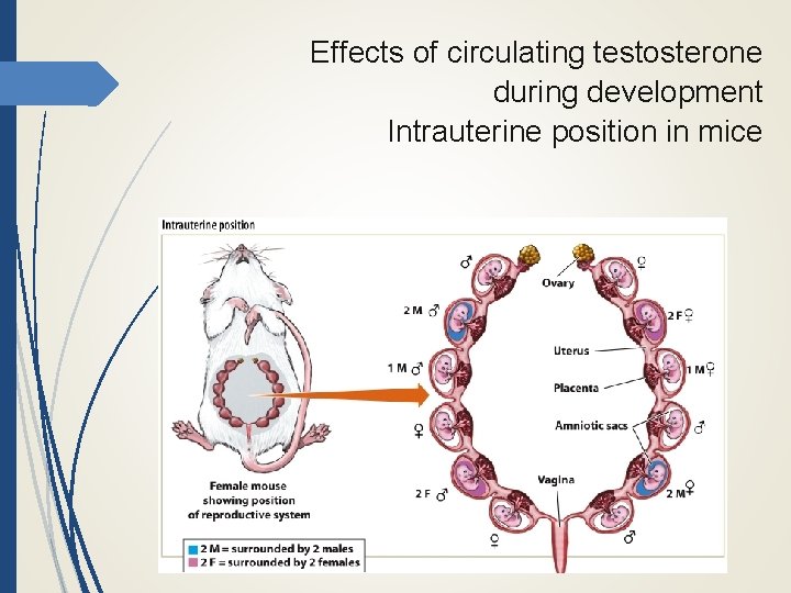 Effects of circulating testosterone during development Intrauterine position in mice 