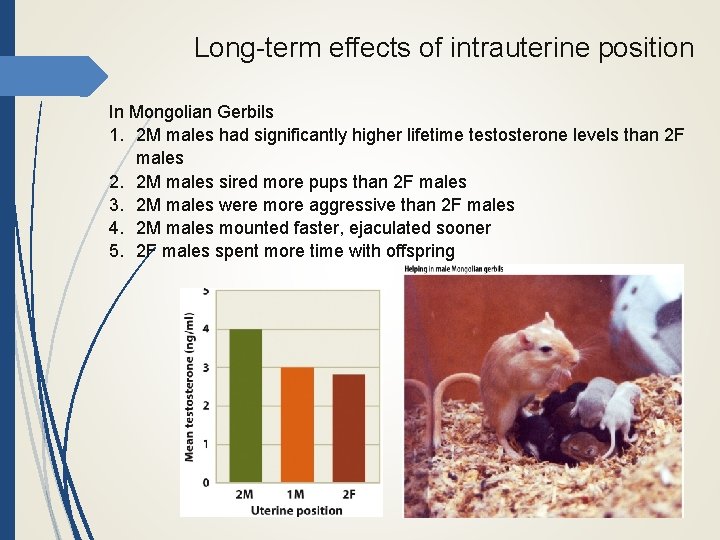 Long-term effects of intrauterine position In Mongolian Gerbils 1. 2 M males had significantly