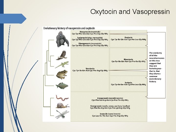 Oxytocin and Vasopressin 