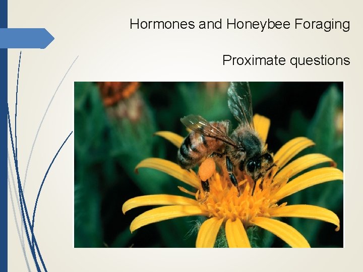 Hormones and Honeybee Foraging Proximate questions 