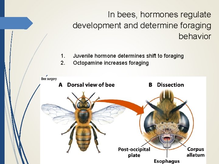 In bees, hormones regulate development and determine foraging behavior 1. 2. Juvenile hormone determines