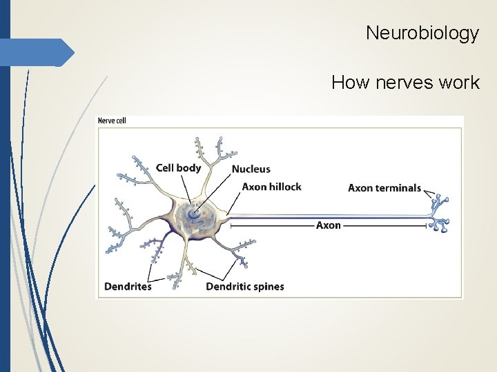 Neurobiology How nerves work 