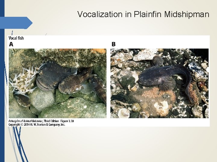 Vocalization in Plainfin Midshipman 