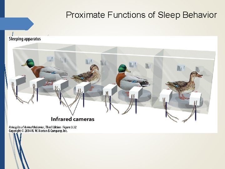 Proximate Functions of Sleep Behavior 