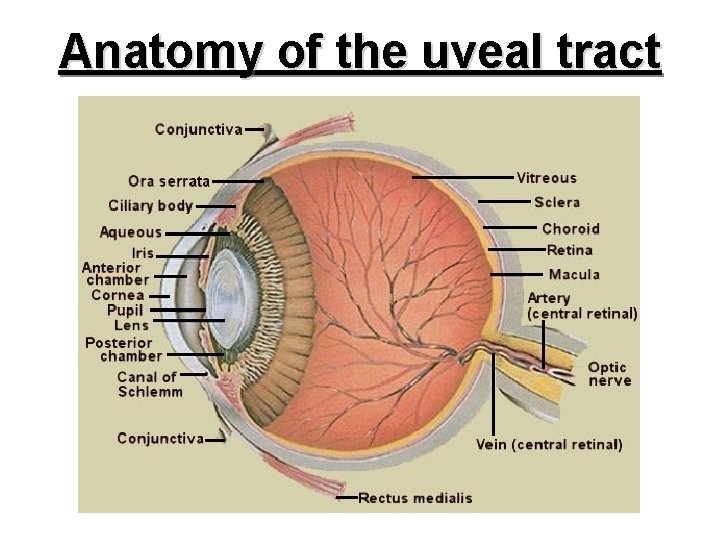 Anatomy of the uveal tract 