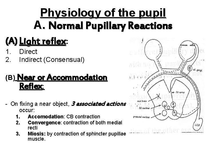 Physiology of the pupil A. Normal Pupillary Reactions (A) Light reflex: reflex 1. 2.