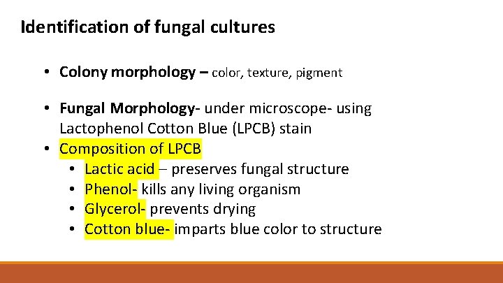 Identification of fungal cultures • Colony morphology – color, texture, pigment • Fungal Morphology-